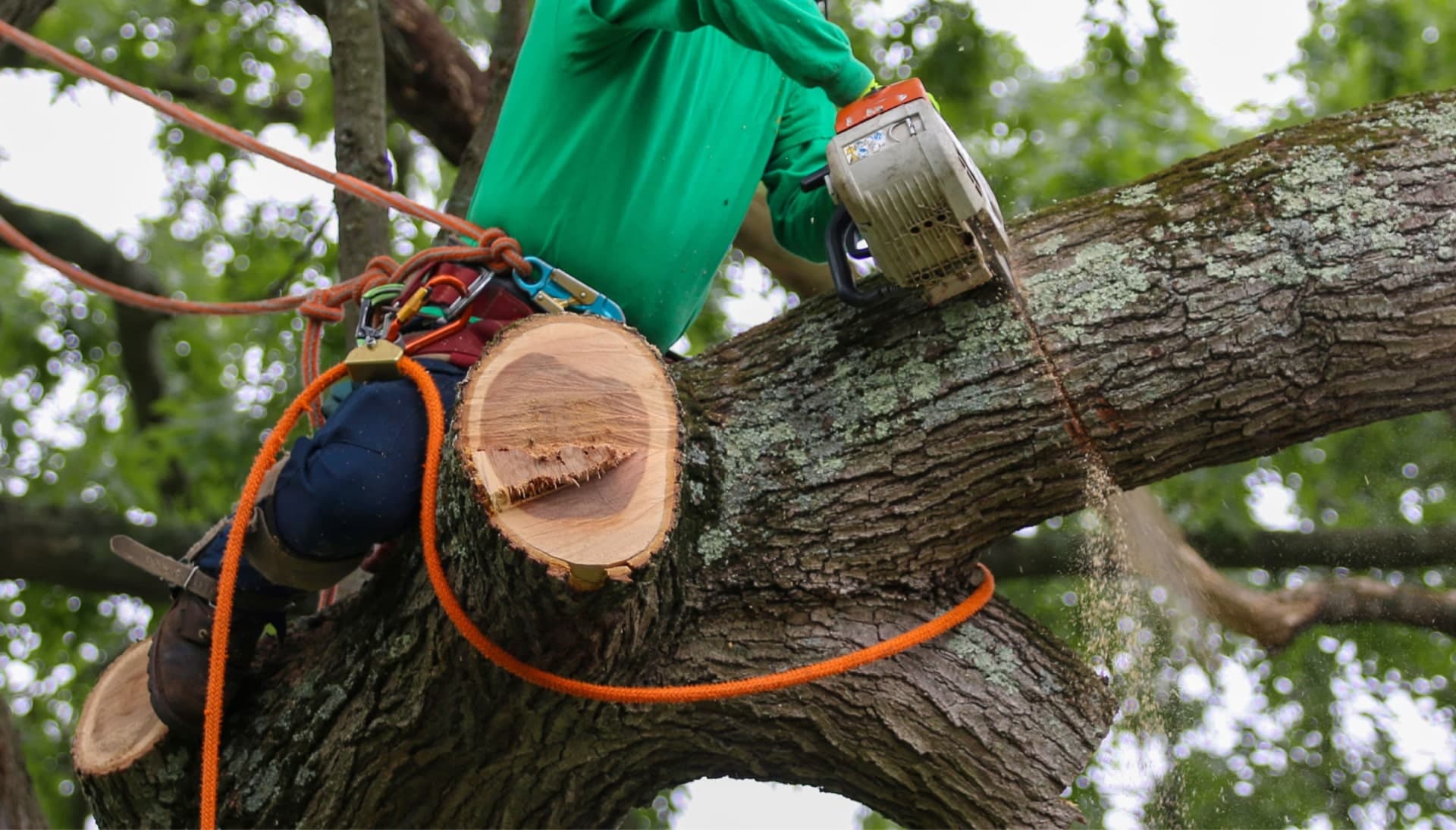 Shed your worries away with best tree removal in Mesa