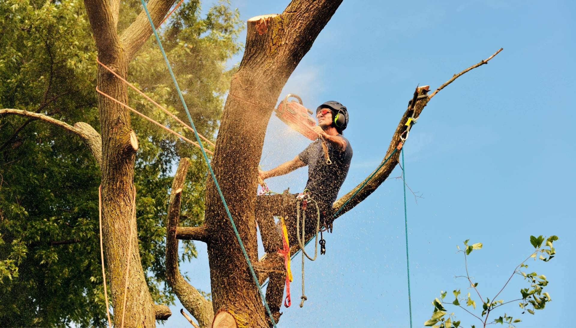 Get rid of tree problems with the expert tree removal contractors in Mesa
