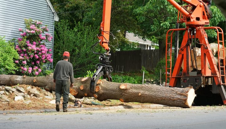 Local partner for Tree removal services in Mesa