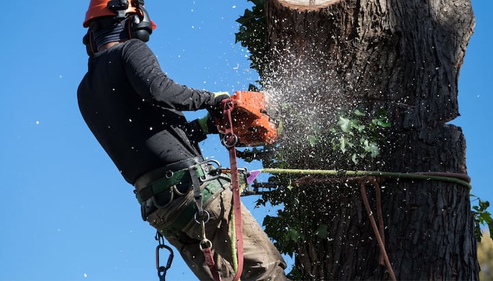 Professional Tree removal solutions in Mesa