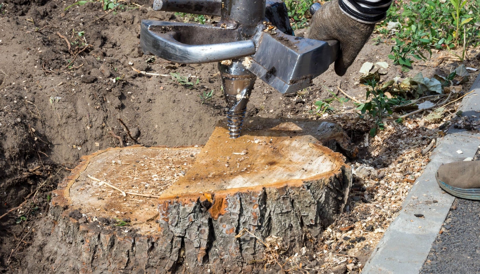 Mesa Tree stump removal